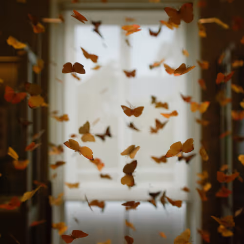 butterfly