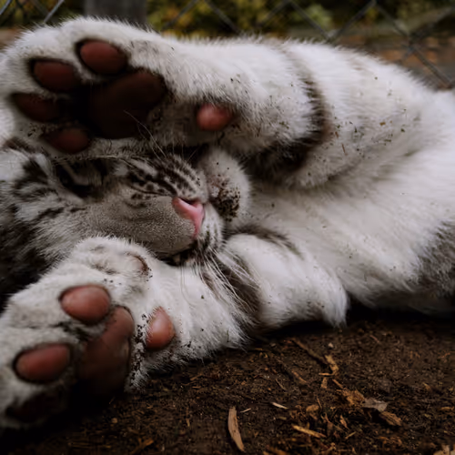tiger
