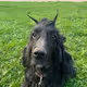 BLACK DEVIL