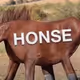 Honse