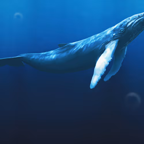 Whale №5
