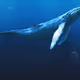 Whale №5
