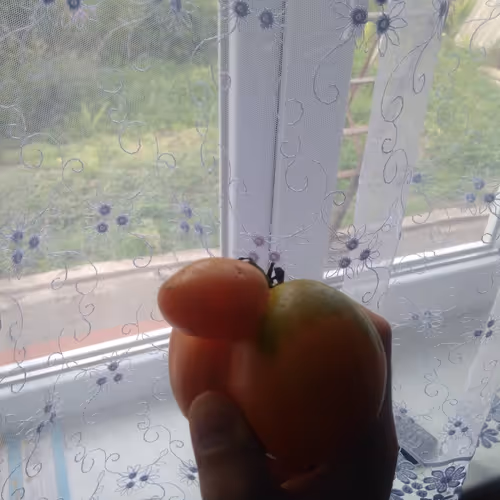 my vegetables