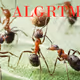 ALGRTM