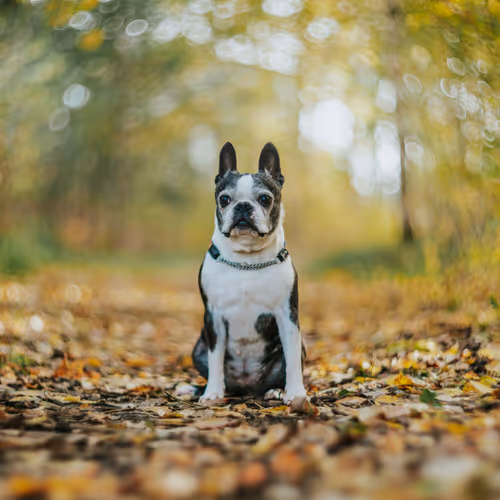 Oskar
