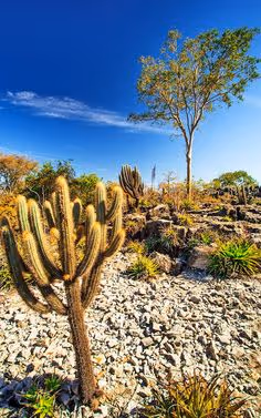 Caatinga brasileira