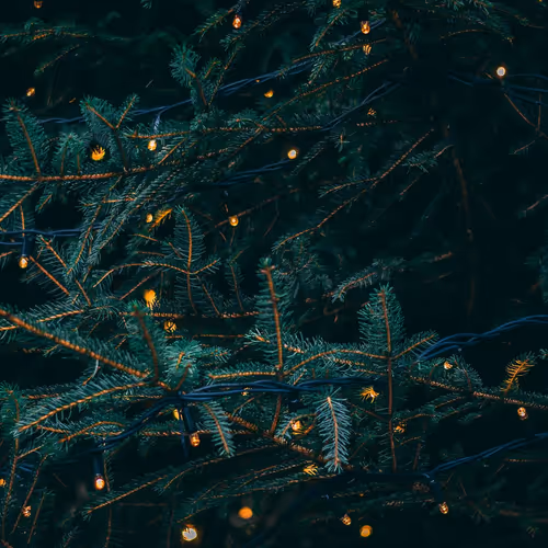 pine