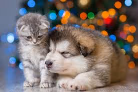 Cuties