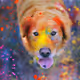 Rainbow dog