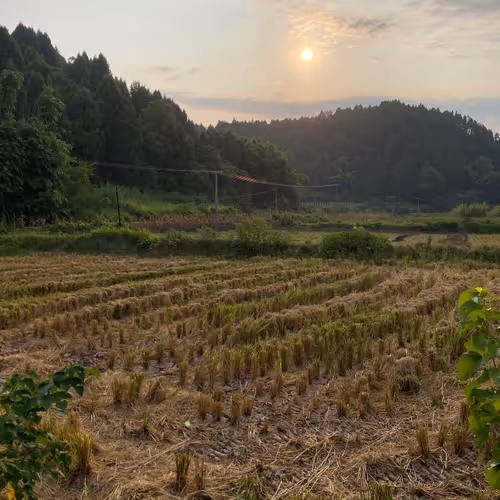 乡间夏日的晨光