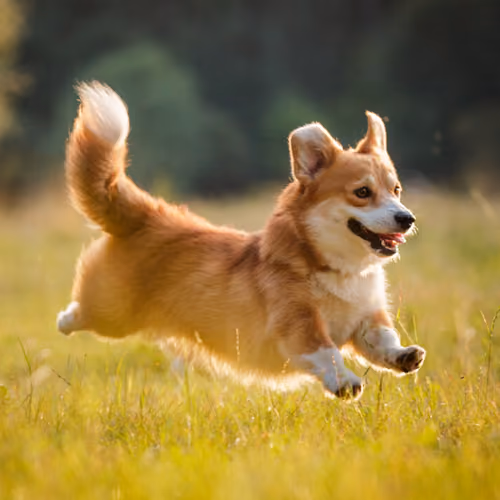 DogiMan