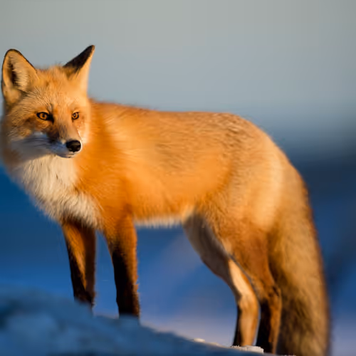 The Foxy