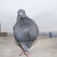Dove