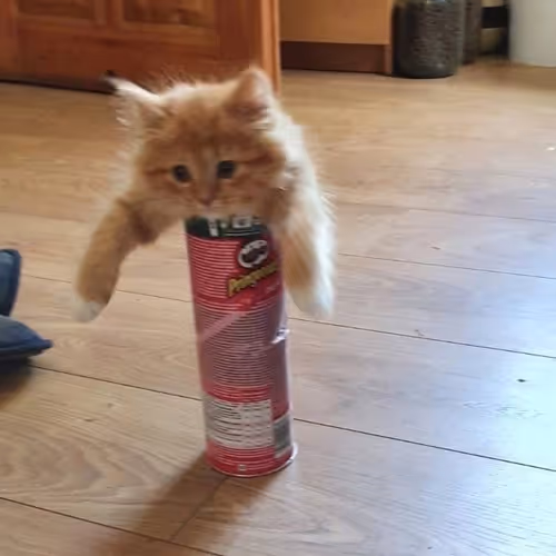 Сat in a box of Pringles