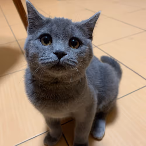 cat dazy