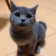 cat dazy