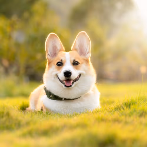 Corgy
