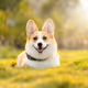 Corgy