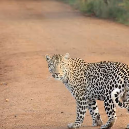 Custom Opepen by Opepen Studio