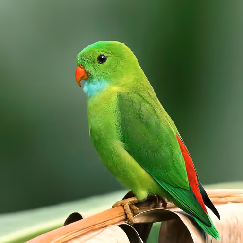 green bird