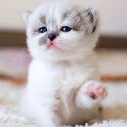 cate
