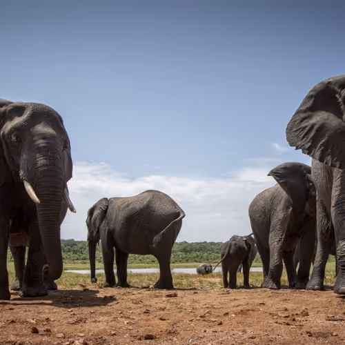 Elephants