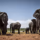 Elephants