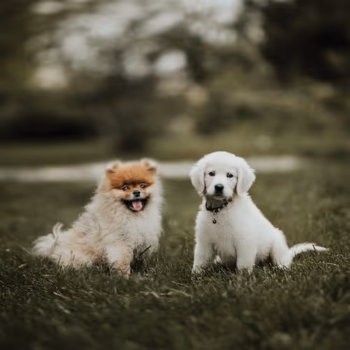 Doges