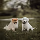 Doges