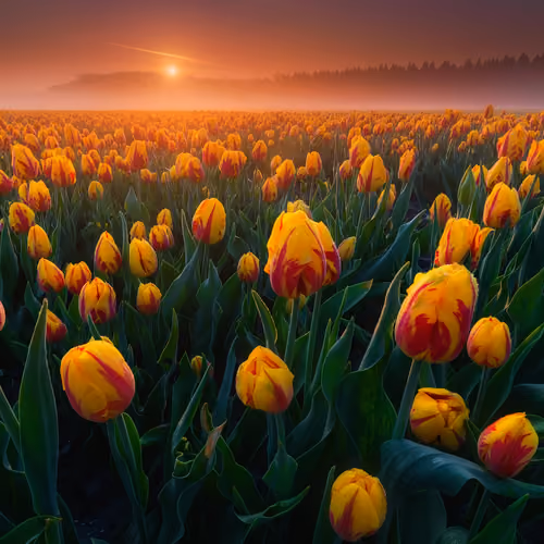 Nature