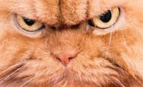 angry angry cat