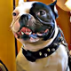 French Bulldogs