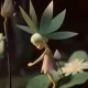 Fairy