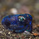 Bobtail Squid Enjoy