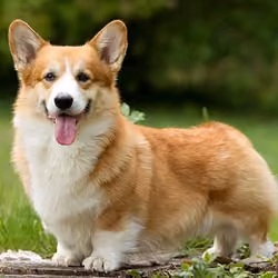 Сorgi