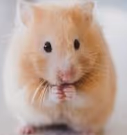 Just a Hamster