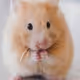Just a Hamster