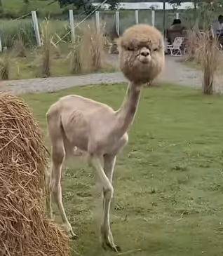 Naked Llama　１ENJOY MINT