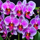 moth orchids