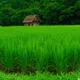 green nature
