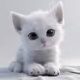 Lovely Cats