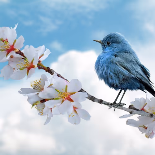 Spring bird
