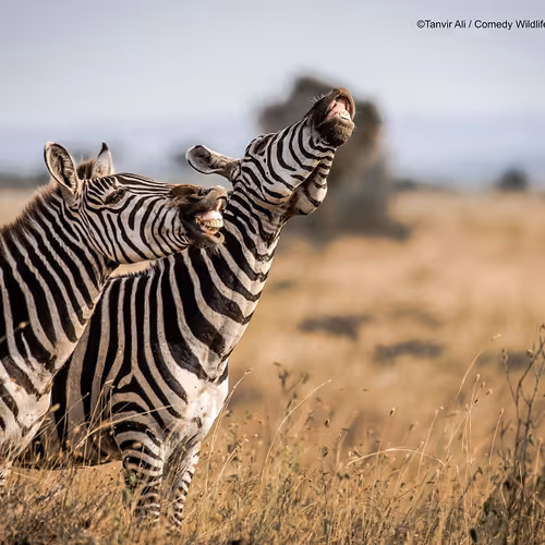 Zebras are laughing at Bryan Pellegrino