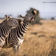 Zebras are laughing at Bryan Pellegrino