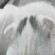Meow