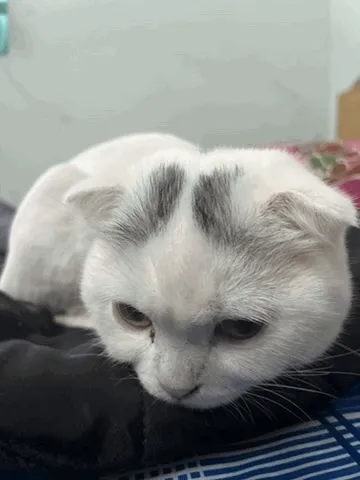 Meow