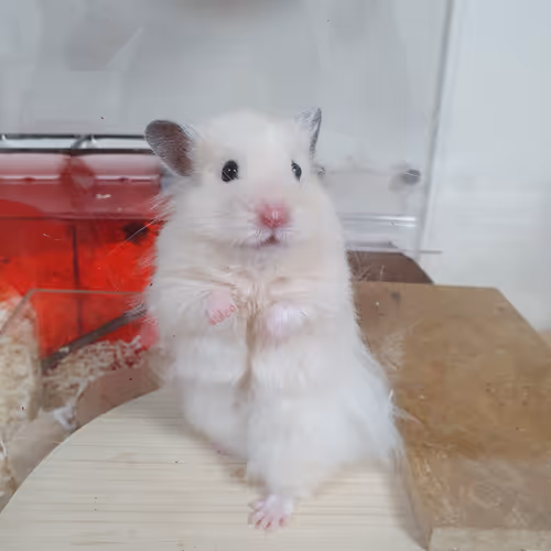 My pet