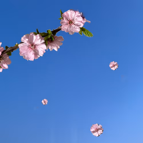 plum blossom