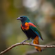 Crested Oropendola (Psarocolius decumanus)