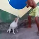 Brazilian mood